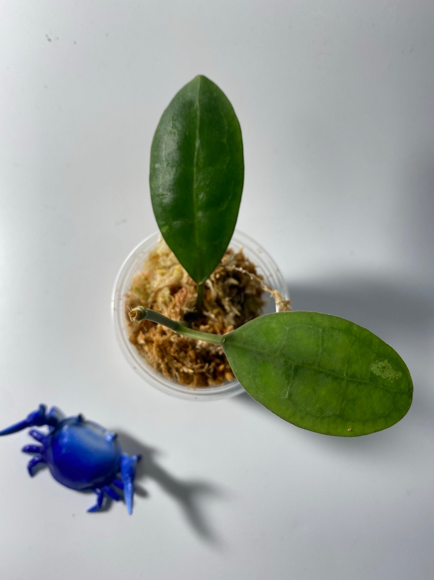 Hoya elliptica round leaf - Unrooted