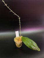 Hoya ranauensis - Unrooted