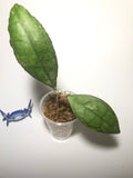 Hoya Finlaysonii Big leaf