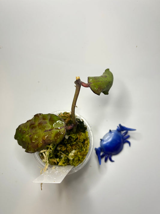 Hoya waymaniae borneo - starting to root