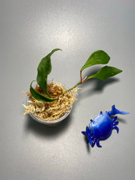 Hoya soidaoensis / sp khoi soi dao - unrooted