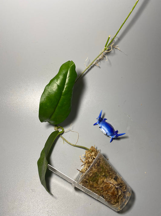 Hoya naumanii (australis x subcalva) - Unrooted