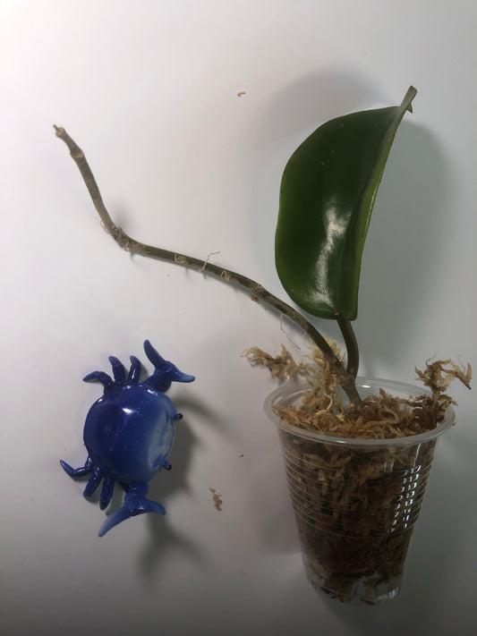 Hoya surigaoensis - has large leaves