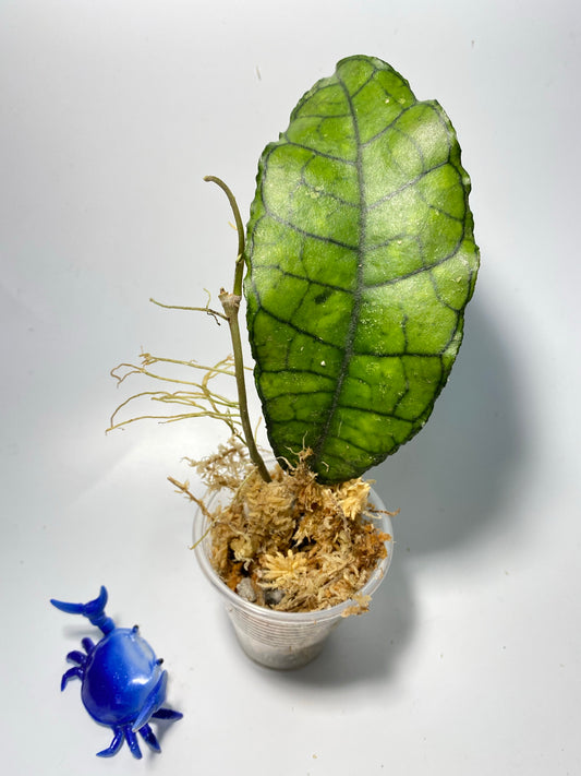 Hoya Nong nooch Iml 1541 - just starting to root