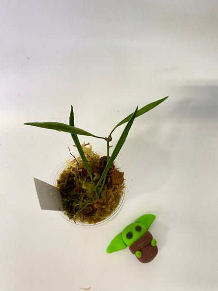 Hoya acicularis - rooted
