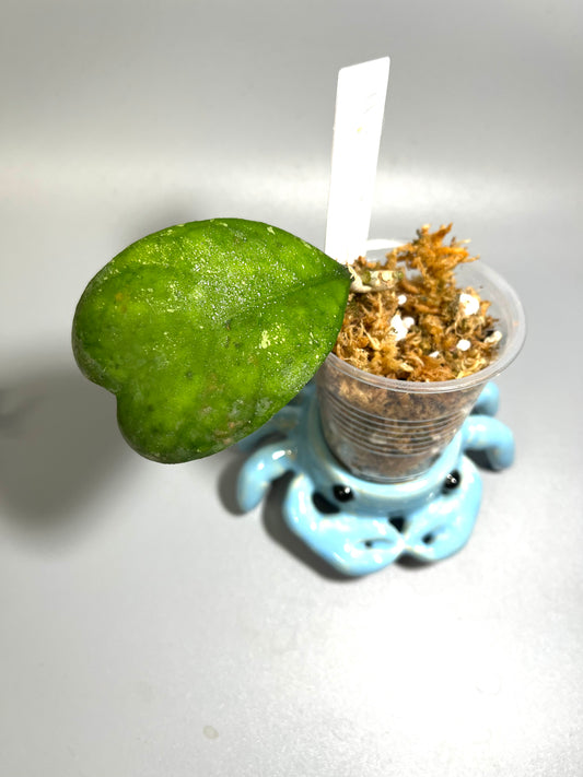 Hoya deykeae - has leaf blemish - unrooted