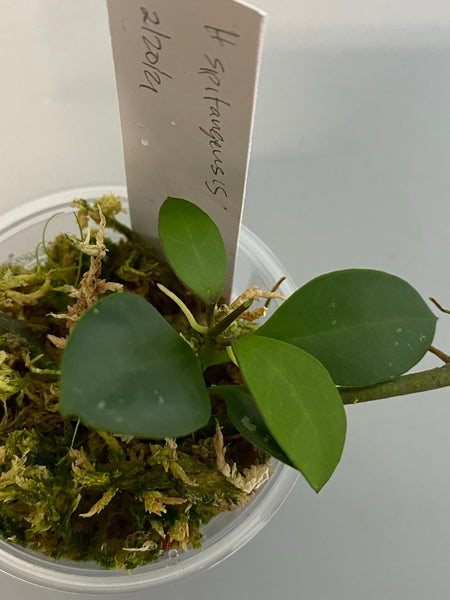 Hoya sipitangensis - active growth
