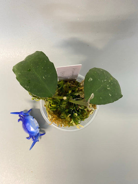 Hoya waymaniae round leaf - new growth