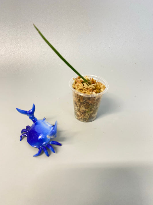 Reserved for Sheila - Hoya acicularis - unrooted