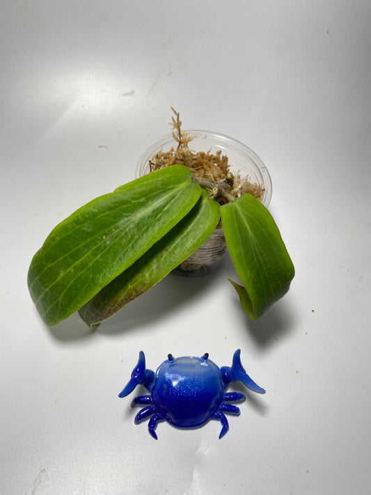 Hoya bordenii - unrooted