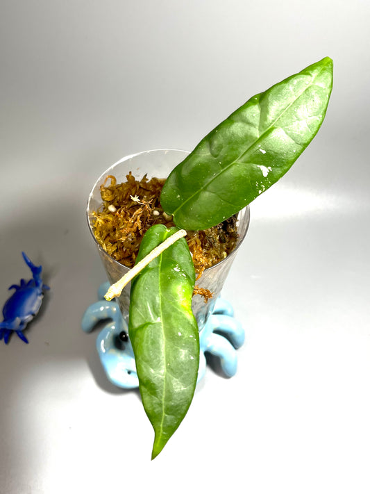 Hoya sp pahang - Unrooted