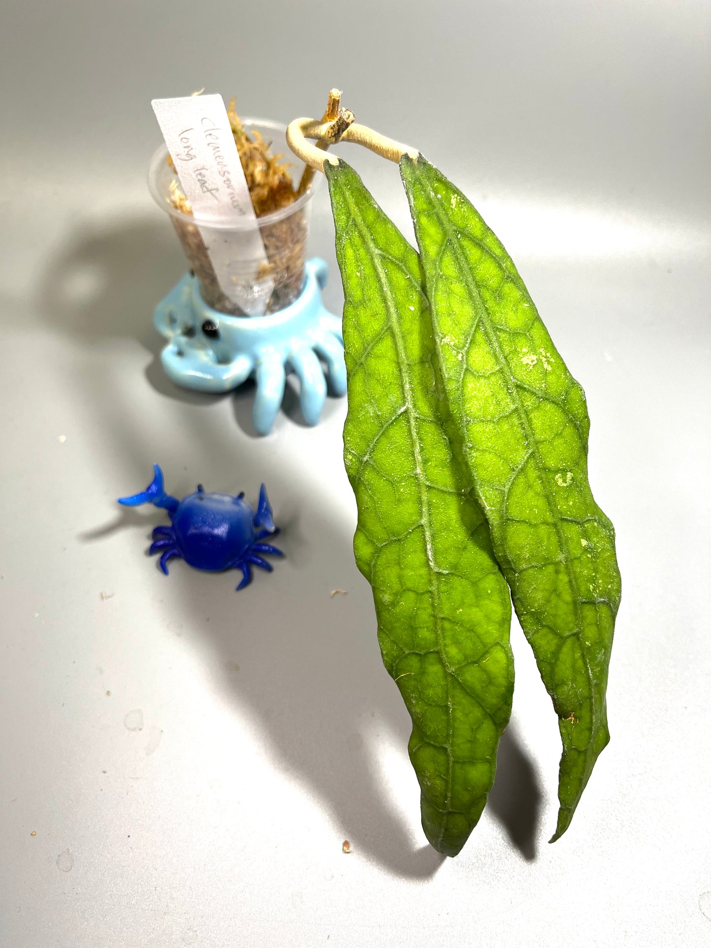 Hoya clemensorium long leaf - Unrooted