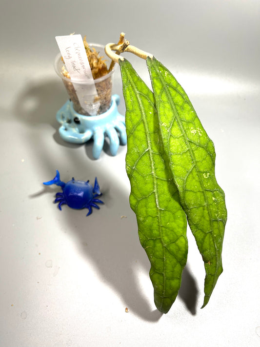 Hoya clemensorium long leaf - Unrooted