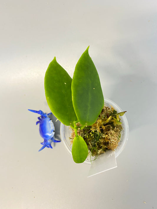 Hoya darwinii pink - active growth