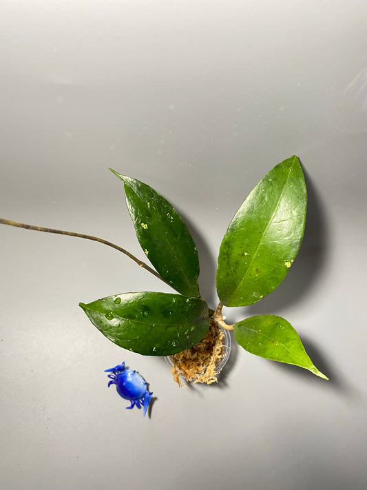 Hoya Estrella waterfall IML 1256 - unrooted
