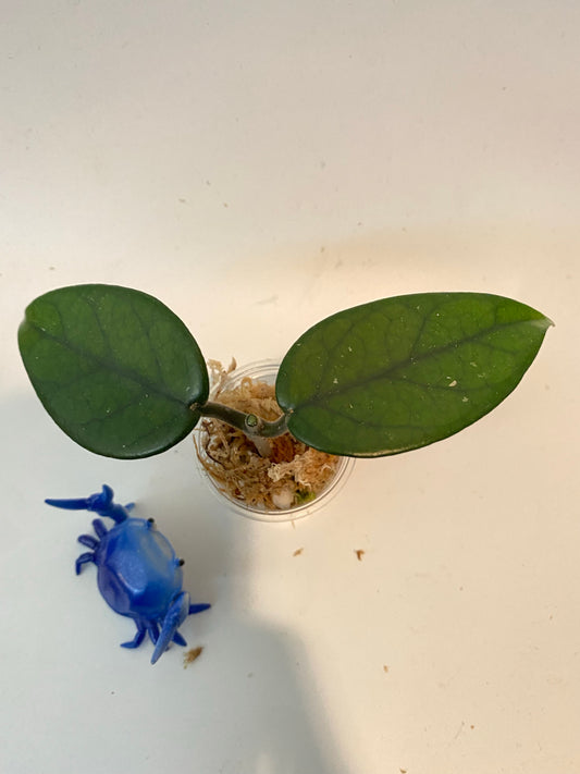Hoya dasyantha - starting to root