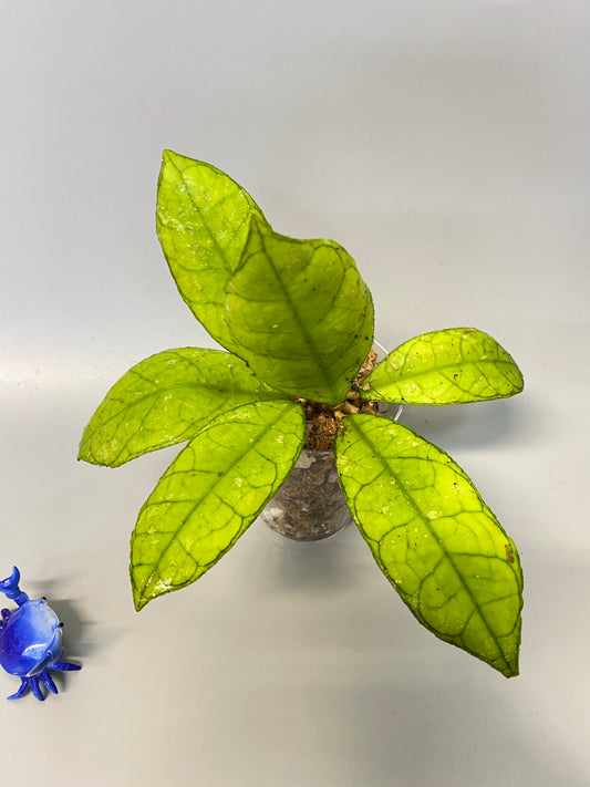 Hoya finlaysonii snow splash - some roots