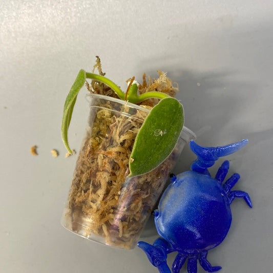 Hoya madulidii - Unrooted