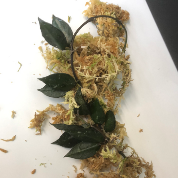 Hoya krohniana black