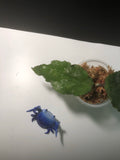 Hoya caudata big green leaf
