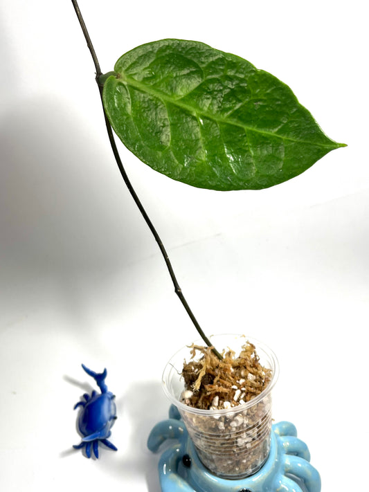 Hoya megalaster - Unrooted