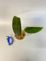 Hoya cinnamomifolia - Unrooted