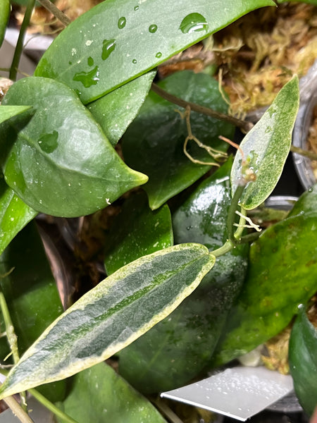 Hoya Archboldiana albomarginata - fresh cut - 1 node - Unrooted
