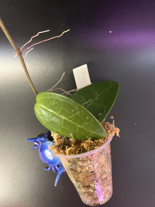 Hoya AH026 / ah-026  - Unrooted