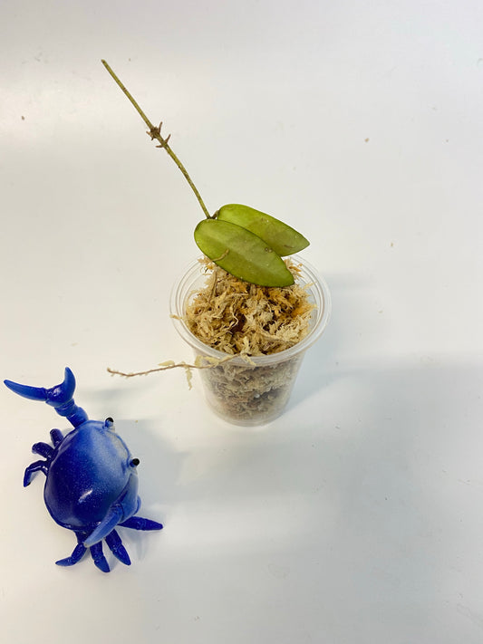 Hoya sigillatis alas river - unrooted