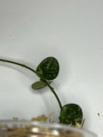 Hoya serpens splash - Unrooted