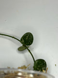 Hoya serpens splash - Unrooted