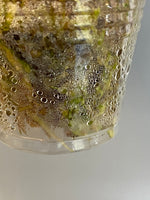 Hoya sp 563 / globulosa / villosa