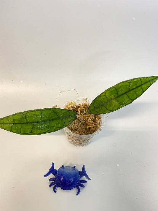 Hoya finlaysonii long leaf - starting to root