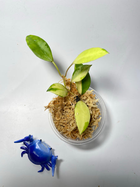 Hoya walliniana variegated - Unrooted