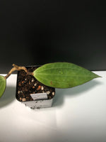 Hoya cinnamomifolia