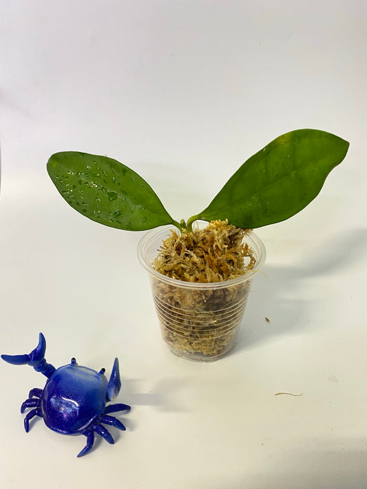 Hoya elliptica Philippines - Unrooted