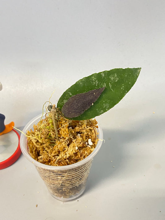 Hoya caudata Sumatra with new growth