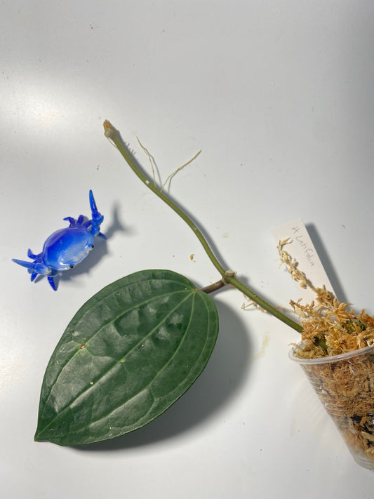 Hoya Latifolia - Unrooted