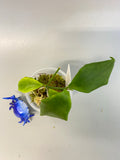 Hoya oblongata / anulata - has active growth