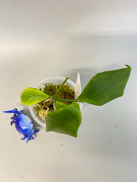 Hoya oblongata / anulata - has active growth