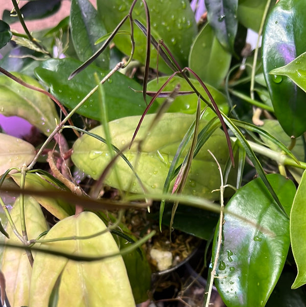 Hoya stenophylla - 3 nodes fresh cut - Unrooted