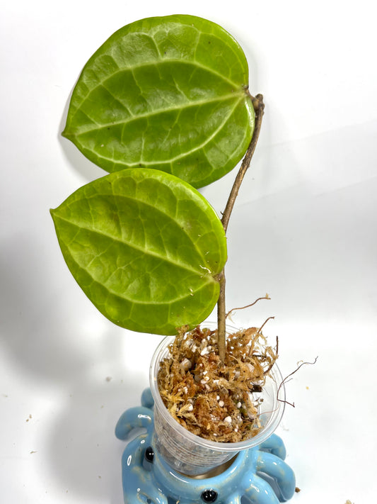 Hoya sulawesi GPS 8867  - Unrooted