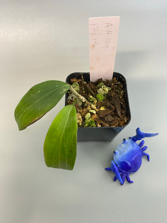 Hoya Ah-129 merrillii long leaf - active growth