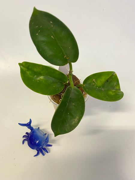 Hoya cv pinkie (australis x subcalva) - growth point