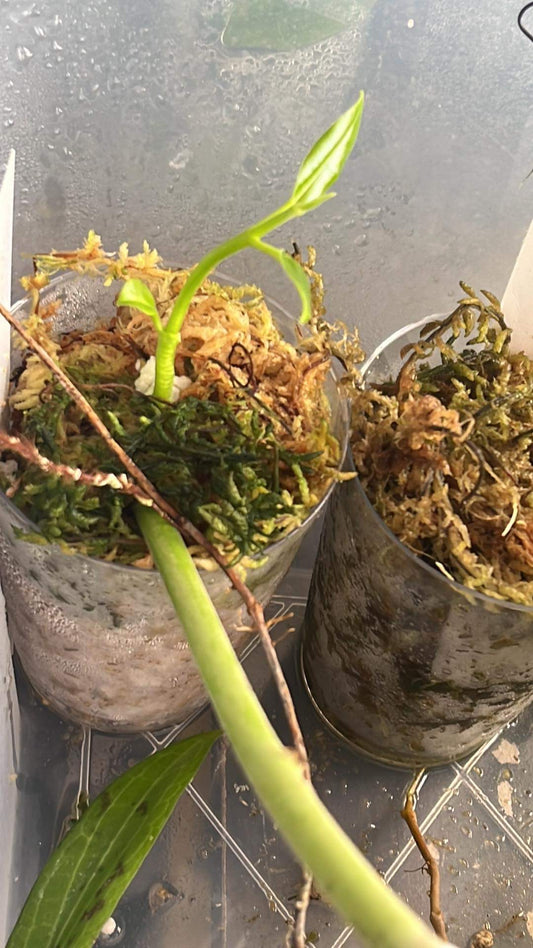 Hoya imperialis Palawan - has some roots