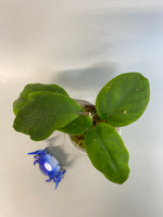 Hoya cardiophylla - rooted