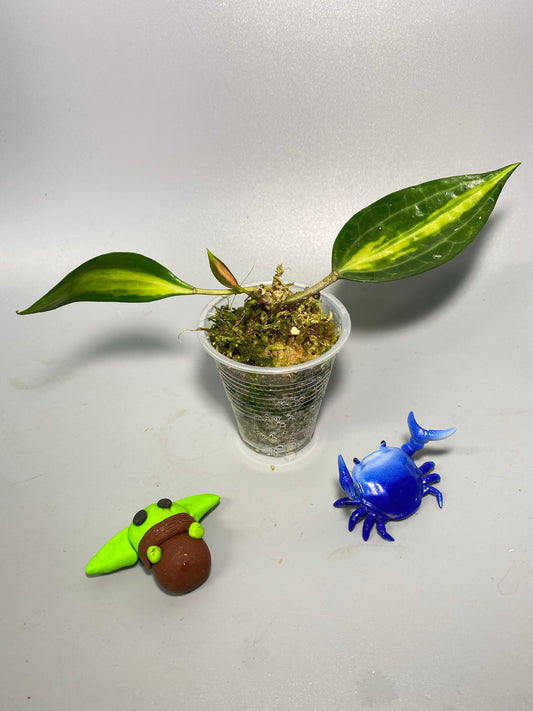 Hoya macrophylla pot of gold - has some roots