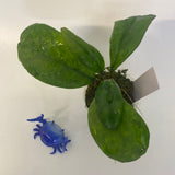 Hoya mutation from deykeae - active growth