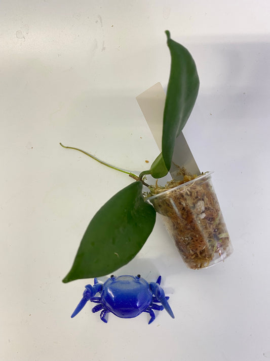 Hoya patella white - active growth