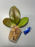 Hoya luckii - new hybrid - vitellina pink x unknown - sunstressed Unrooted
